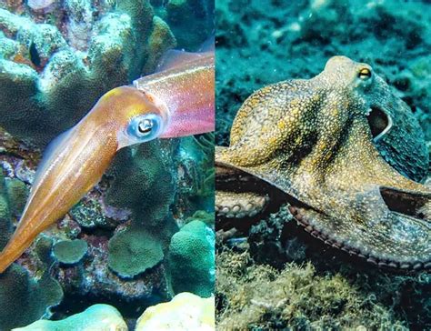 Squid Vs Octopus Similarities And Differences Explained