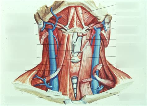 Module Part Ii Extrinsic Muscles Of The Larynx Netter Diagram