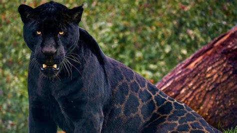 Fascinating Facts On Black Panthers