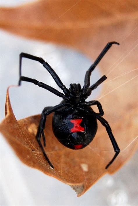 Black widow spiders are easily recognizable. Close Encounters With The 8-Legged Kind | The Kitchen Sink