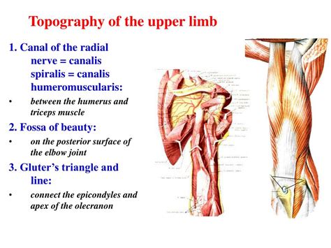 Ppt Functional Anatomy Of The Muscles Of The Limbs Powerpoint