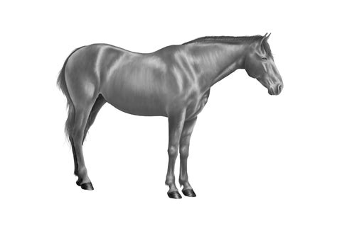Artstation Horse Greyscale