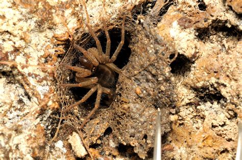 Trapdoor Spider Stock Image F0313931 Science Photo Library
