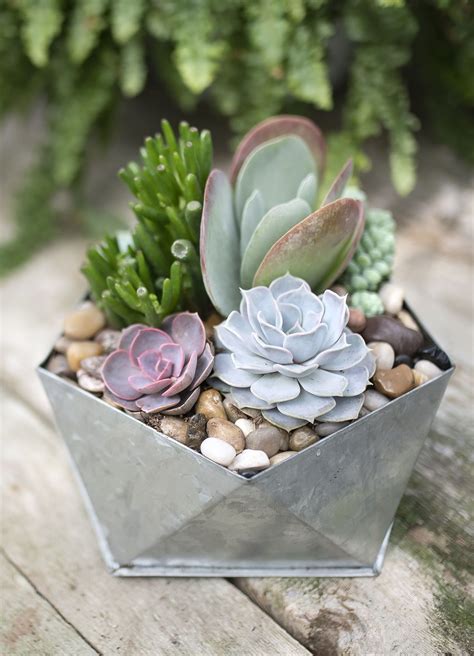 Pin By Kristin Middleton On 多肉組盆 In 2021 Container Garden Succulents