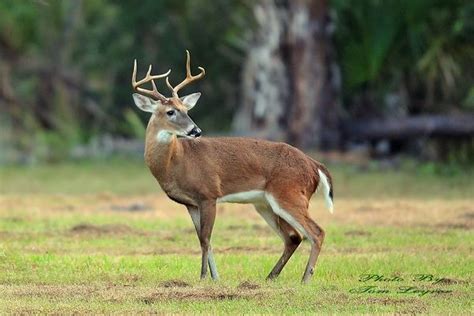 White Tailed Deer Facts White Tailed Deer Habitat And Diet Deer