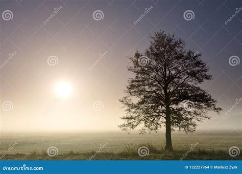 A Lonely Tree In A Early Morning Mist And With The Sun Stock Photo
