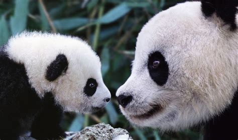 Panda Mom And Baby Photos Images Giant Panda Pictures