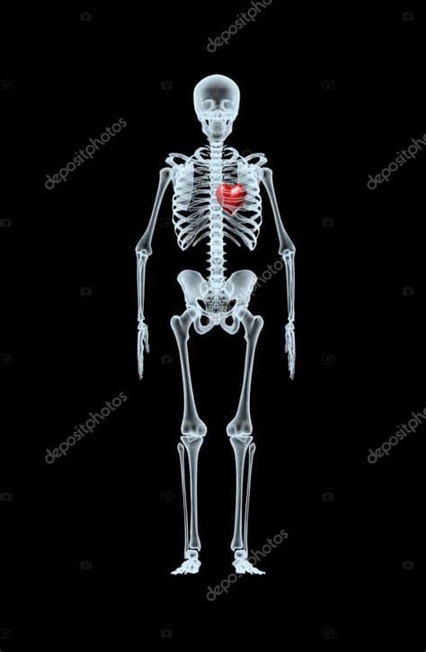 You'll have to remove all of your clothes and jewelry from the waist up, and wear a hospital gown. Skeleton X-Ray displaying red heart — Stock Photo ...