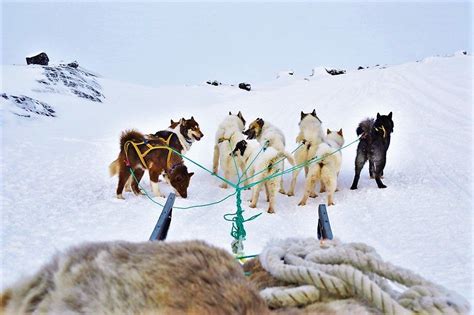 Dog Sledding In The Arctic Circle Round The World Magazine Dog