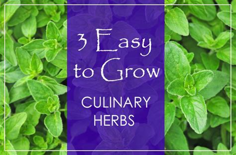 3 Easy To Grow Culinary Herbs With Kami Mcbride