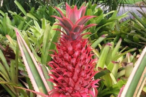 Genetically Modified Pink Pineapples A Hit On Instagram Pineapple