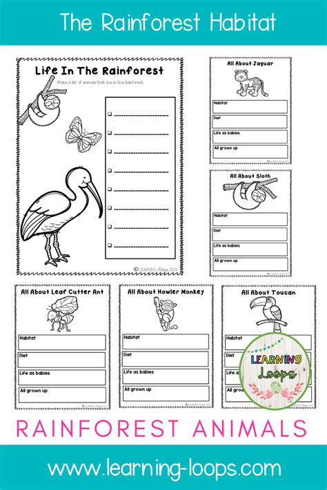Free Rainforest Worksheets For Teaching And Learning About Rainforests