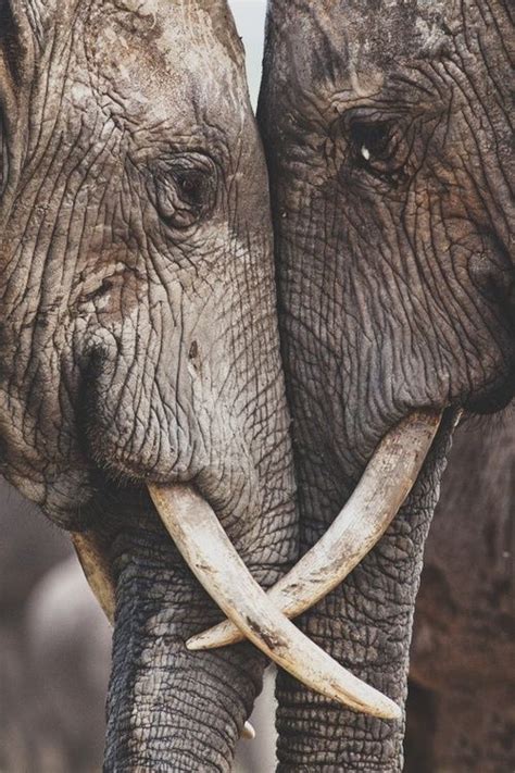 Lets Lock Trunks ☾ ☮circlingindizziness☮ ☽ Elephant Love Elephant