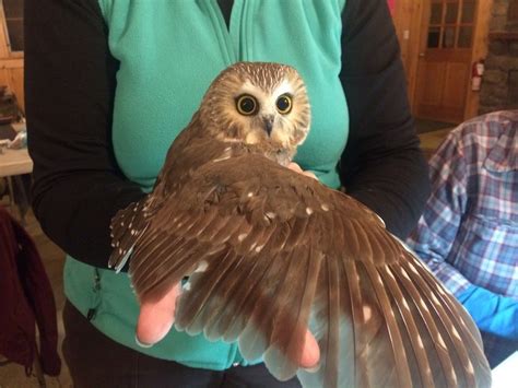 Drumlin Farm Is Banding Massachusetts Smallest Owl The Northern Saw