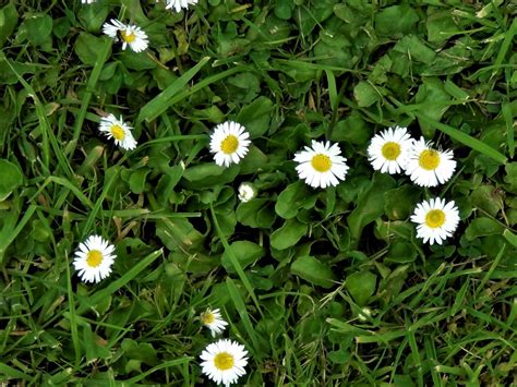 By continuing to use this site, you are agreeing to the use of cookies as described in our privacy policy. Common Daisy, Bruisewort, Bellis perenis