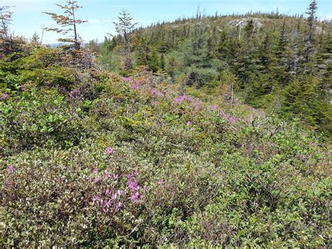 Trees And Shrubs Of Newfoundland And Labrador