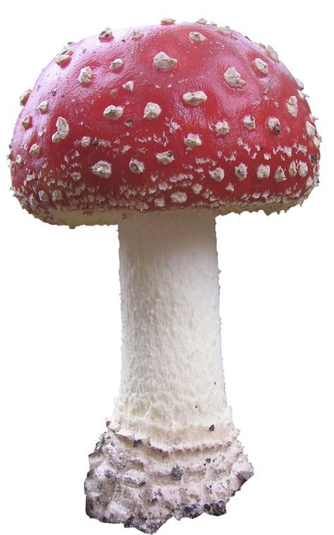 High Qualityflora Png Textures Mushroom Png High Quality Textures