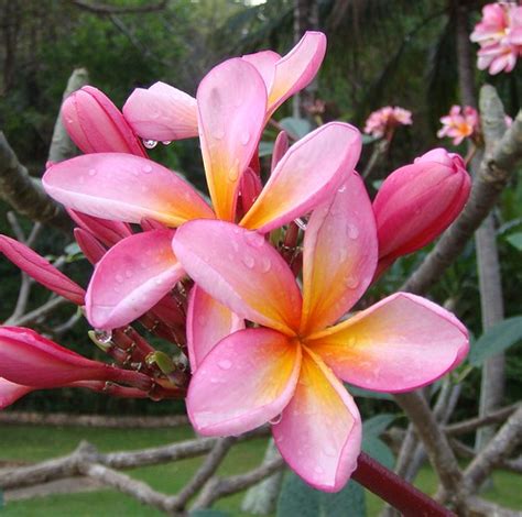 To maintain the shape, prune the shrub when needed. Garden geek: Top 25 fragrant perennials for lahore