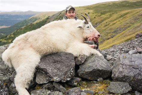 How Much Do You Really Know About Mountain Goats