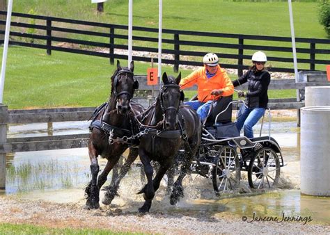 Pin By Michelle Blackler On Carriage Driving Carriage Driving Horses