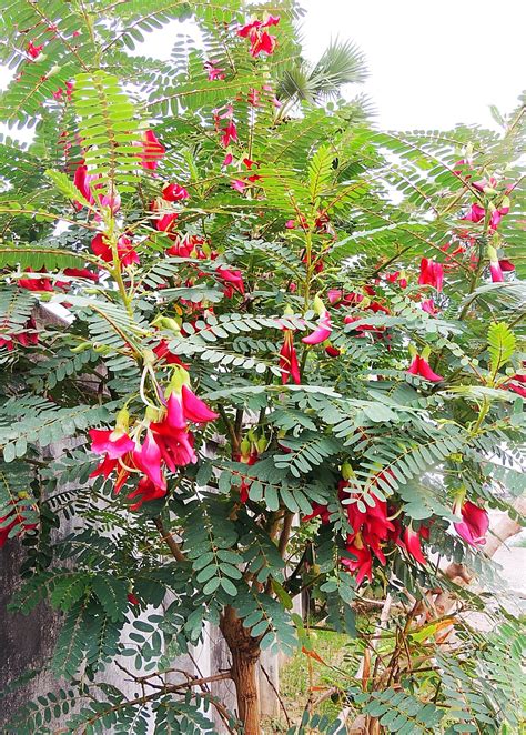 Hummingbird Tree Sesbania Grandiflora Trees To Plant Shade Plants