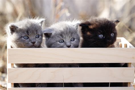 Cute Kittens Cats Hd Wallpaper