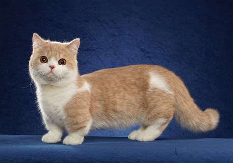 ≡ Small Cat Breeds Top 15 Smallest Cat Breeds You Can Own
