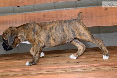 Kansas city, mo (ksc) killeen / temple / ft hood (grk) lawrence, ks (lwr) lawton, ok (law). Ginger: Boxer puppy for sale near Kansas City, Missouri. | ec1ddb91-6291