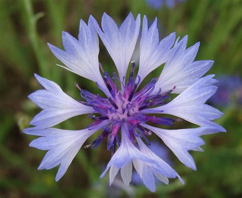 Close Up Blue Cornflower Aka Bachelors Button Flickr Photo Sharing