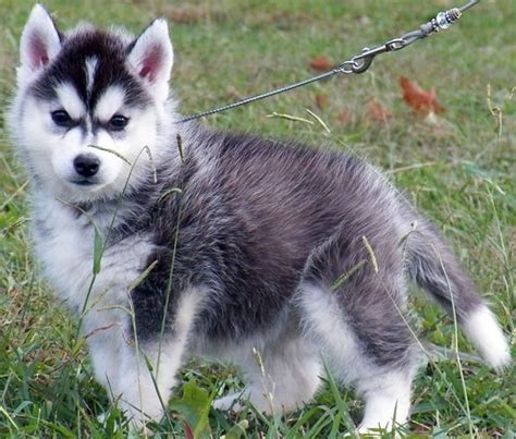 Select from premium husky puppies of the highest quality. 40 Cute Siberian Husky Puppies Pictures - Tail and Fur