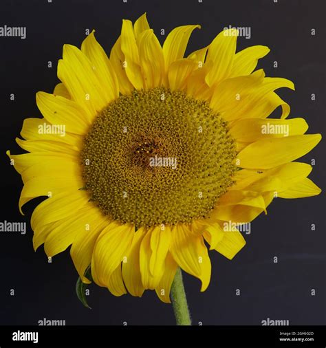 Sunflower Russian Giant Stock Photo Alamy