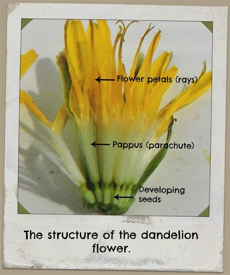 Dandelion Structure Wildfoods 4 Wildlife