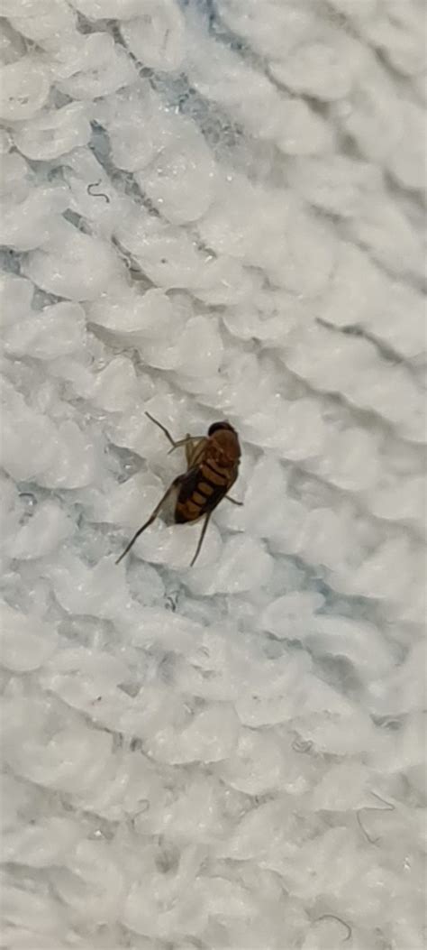 What Is This Tiny Flying Bug Birmingham Uk Rwhatsthisbug