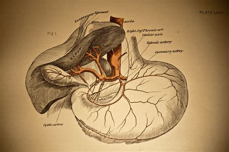 Organs of speech or the vocal organs are a set of organs (lungs, larynx, pharynx, nasal cavity, mouth (or oral) cavity, alveolar ridge, hard palate, velum or soft palate, uvula, vocal cords, tongue, lips, upper and lower jaws, teeth) used for the production of sounds through which people communicate (see fig. 4 Serious Causes of Referred Back Pain