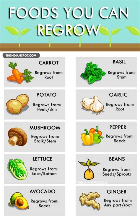 Foods You Can Regrow From Kitchen Scraps Regrow Vegetables Home