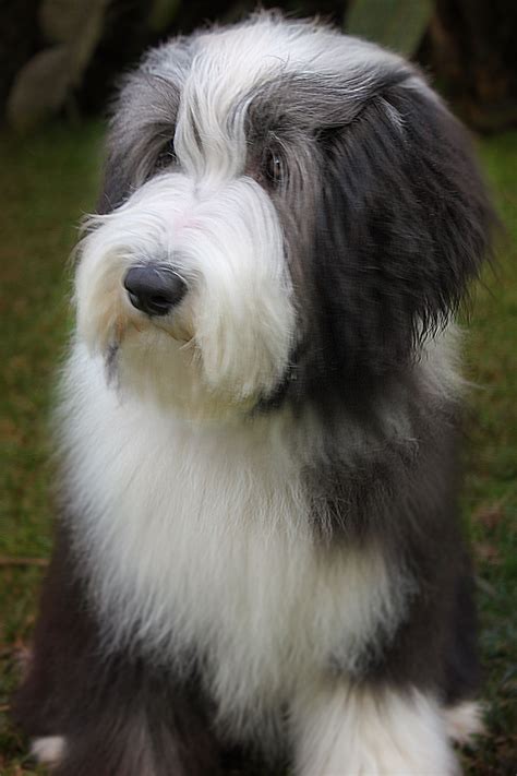Bearded Collie Honey 6 Months Old Bearded Collie Puppies Bearded