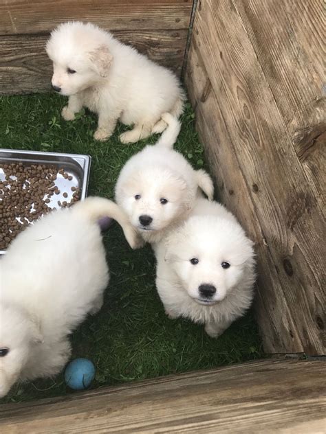 Review how much black mouth cur puppies for sale sell for below. Pyrenean Mountain Dog Puppies | Accrington, Lancashire | Pets4Homes