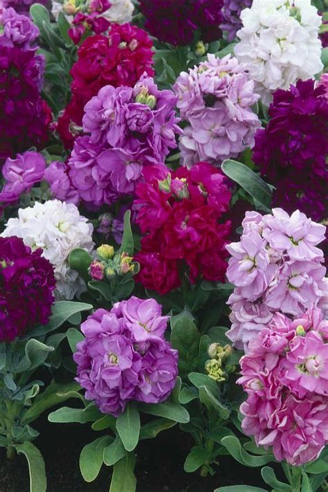 Fragrant Flowers Annuals Okejely Garden Plant