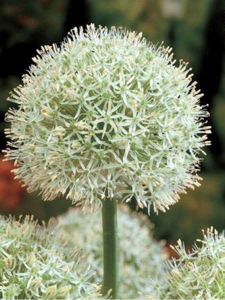 Ail D Ornement Mount Everest Allium Le Jardin Du Pic Vert