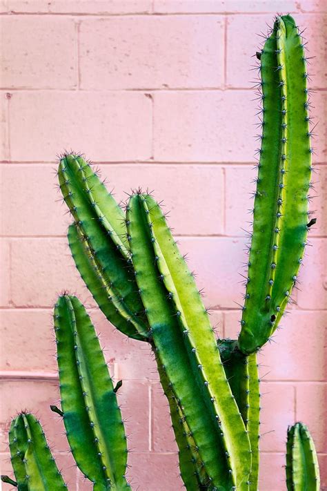 Cactus Succulent Green Prickly Wall Hd Phone Wallpaper Peakpx
