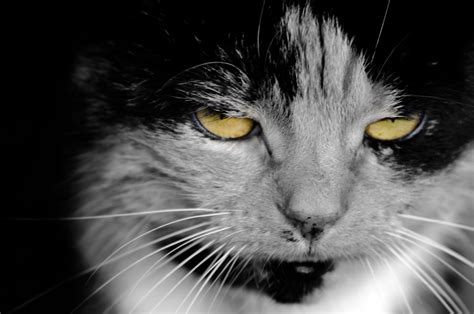 Cat Yellow Eyes Free Stock Photo Public Domain Pictures