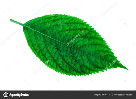 Kommt nur ein weißes blatt. Üppige grüne Blatt der Pflanze Hortensie (Hydrangea ...