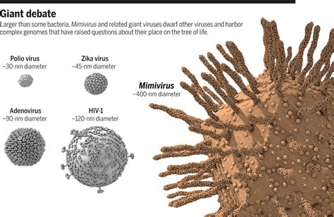 Cell Like Giant Viruses Found Science