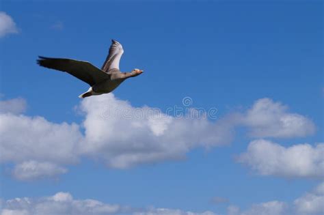 Wild Goose Flying In The Sky Stock Image Image Of European Blue