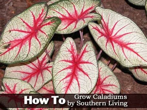 Your Complete Guide To Planting And Growing Caladium Bulbs Caladium