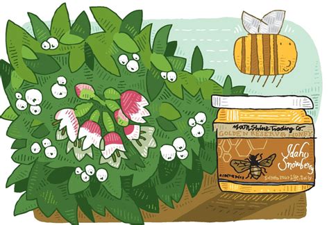 Idaho Snowberry Honey For Sale Buy Online At Zingermans Mail Order