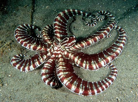 Absurd Creature Of The Week The Octopus That Does Incredible
