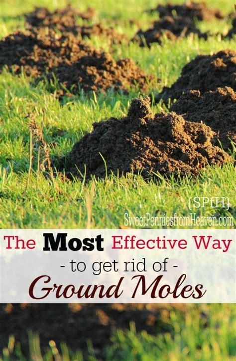How To Get Rid Of Ground Moles The Most Effective Way Mole