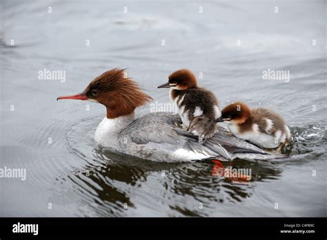 Merganser Ducklings