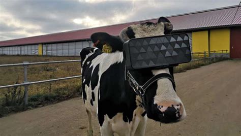 Russian Cow Uses Vr To Help Reduce Anxiety Technet Immersive